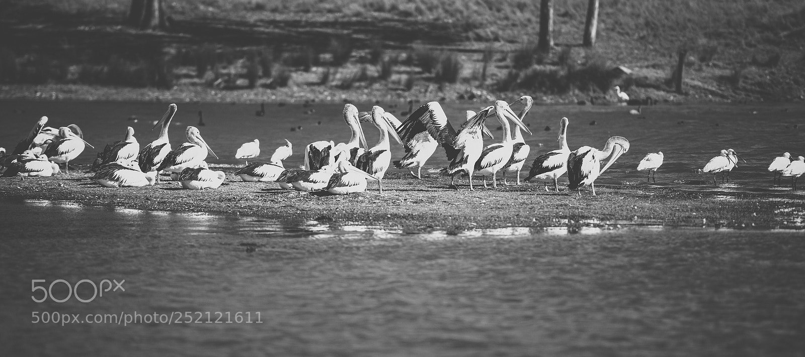 Nikon D800 sample photo. Pelican outside during the photography