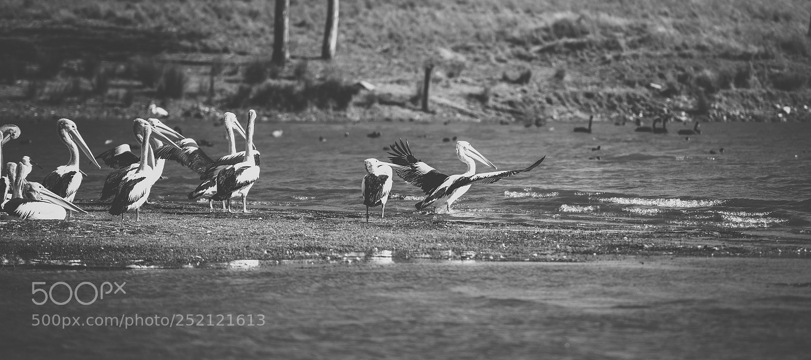 Nikon D800 sample photo. Pelican outside during the photography