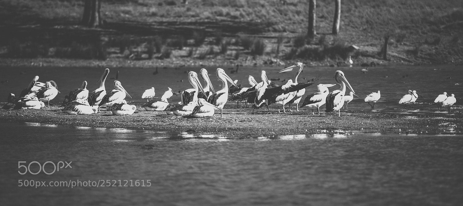 Nikon D800 sample photo. Pelican outside during the photography