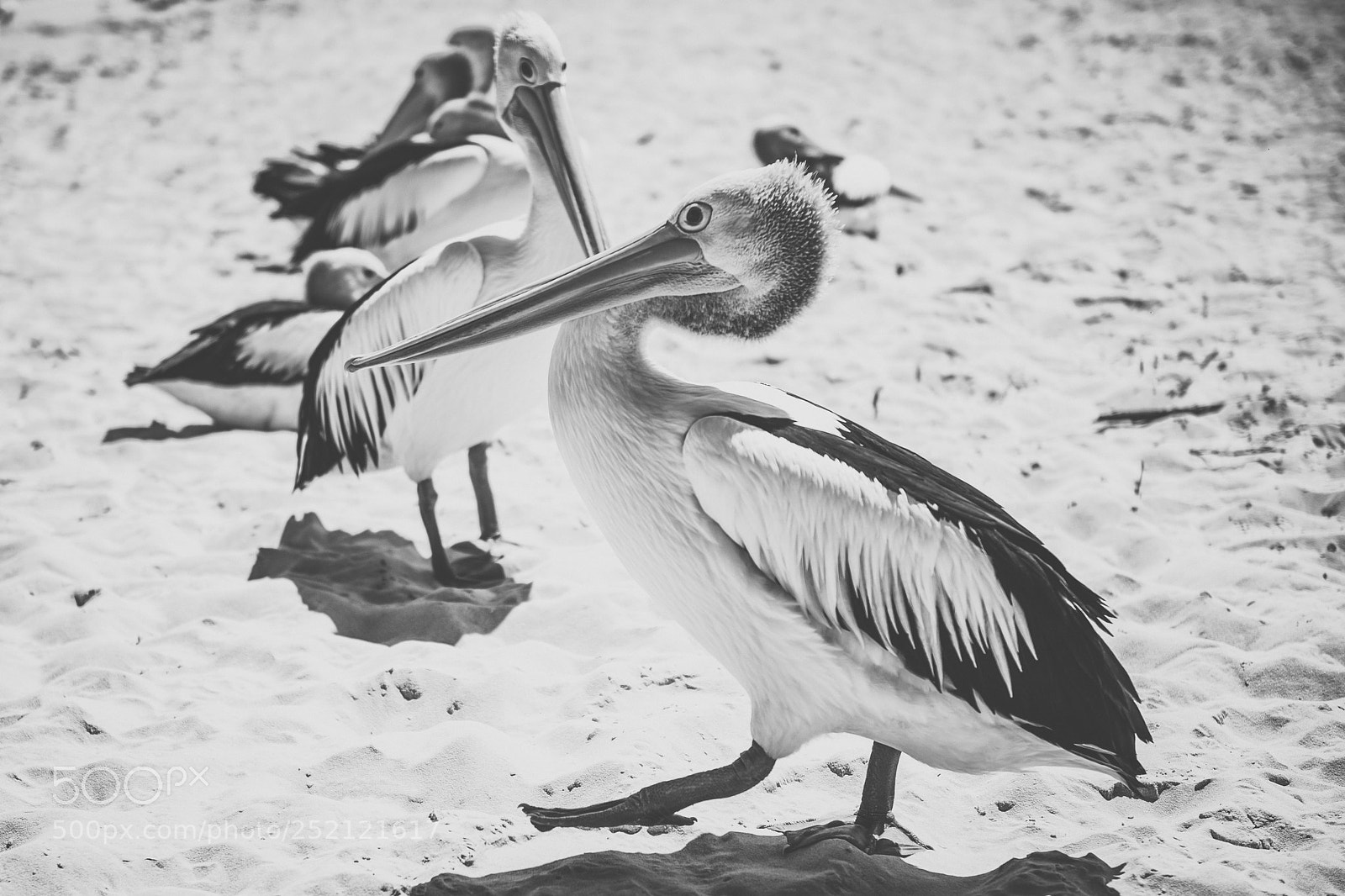 Nikon D800 sample photo. Pelican outside during the photography