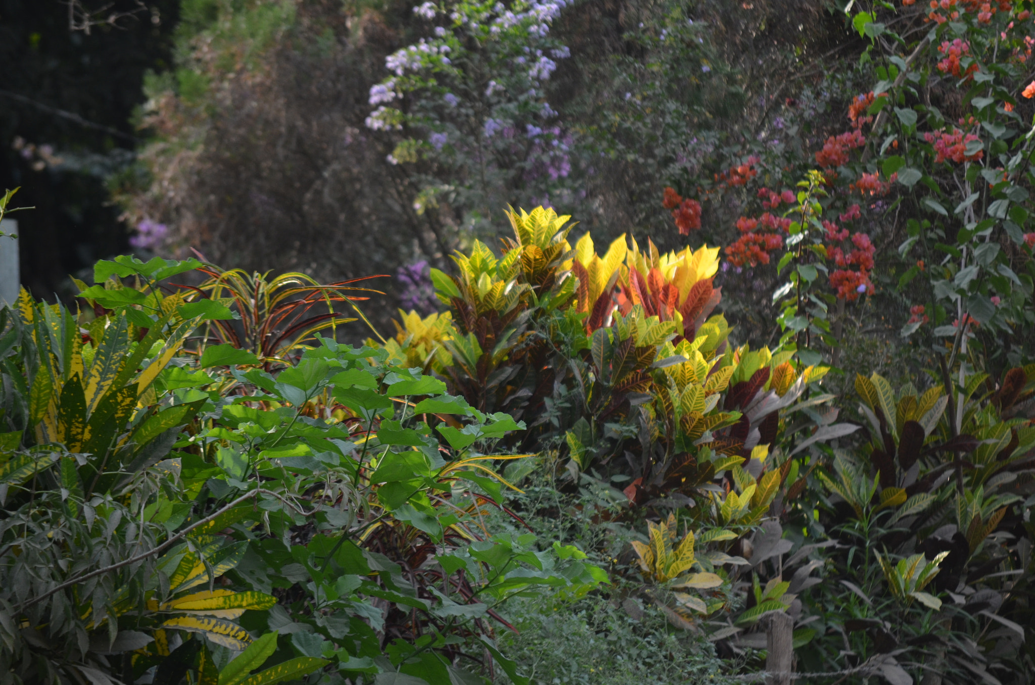 Nikon D5100 sample photo. Jardines del campo photography