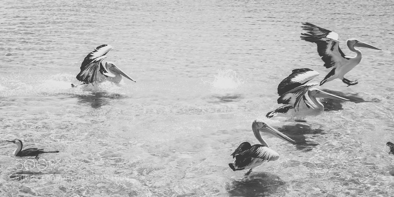 Nikon D800 sample photo. Pelican outside during the photography
