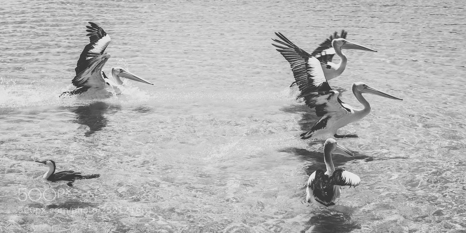Nikon D800 sample photo. Pelican outside during the photography