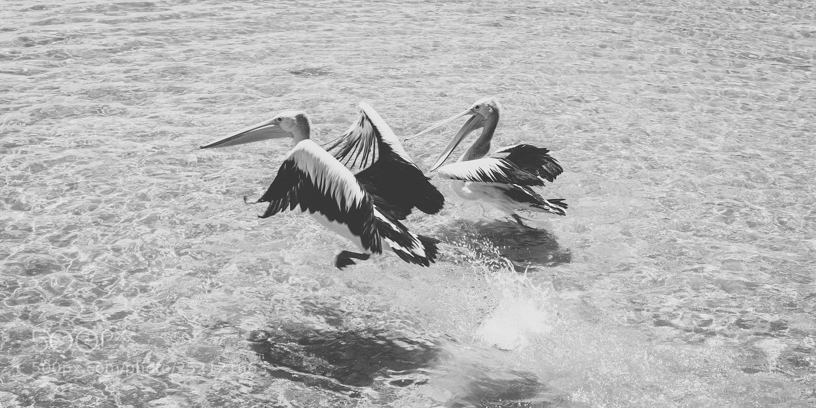 Nikon D800 sample photo. Pelican outside during the photography