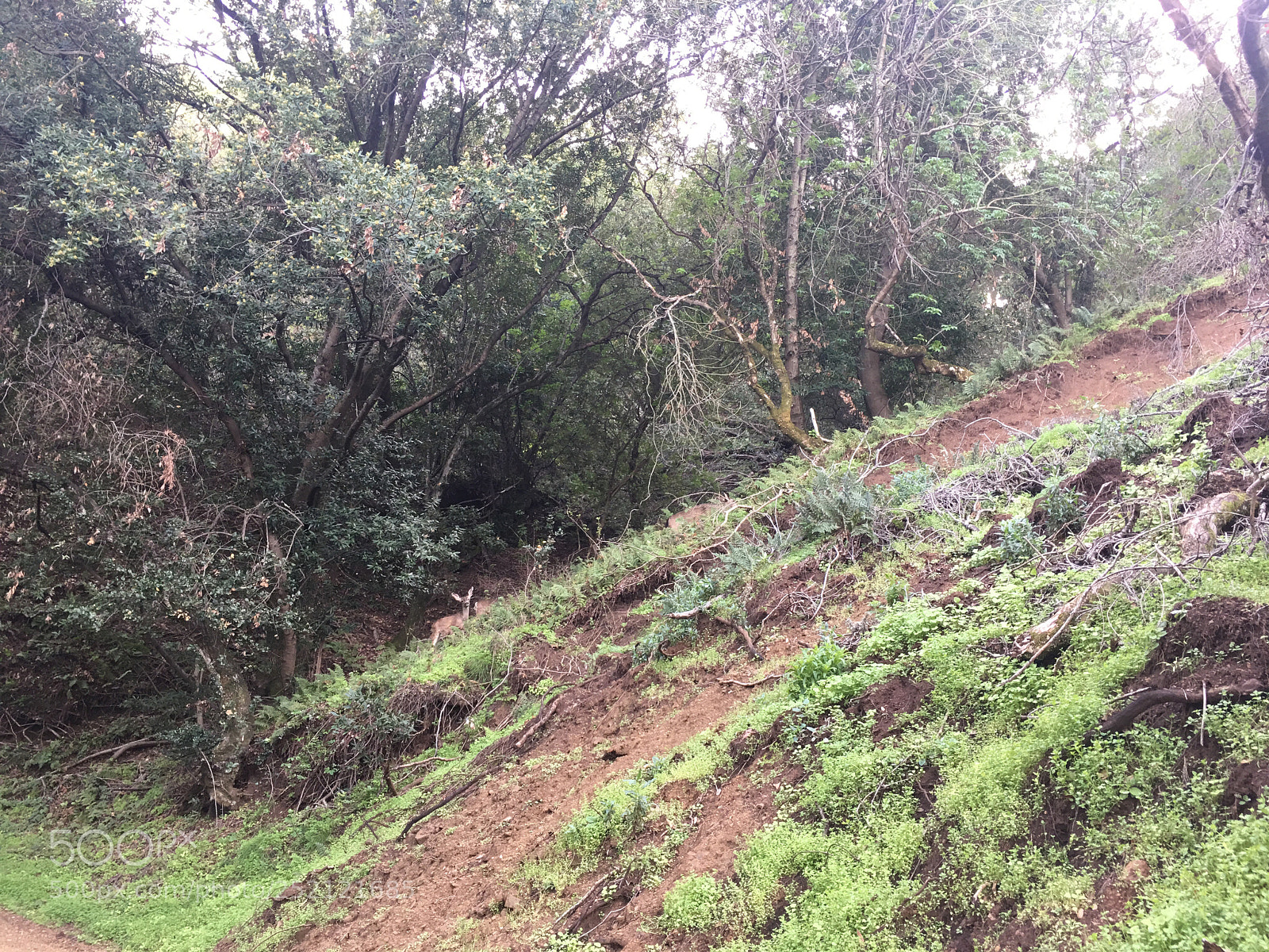 Apple iPhone 6s Plus sample photo. Upper rogue valley trail photography