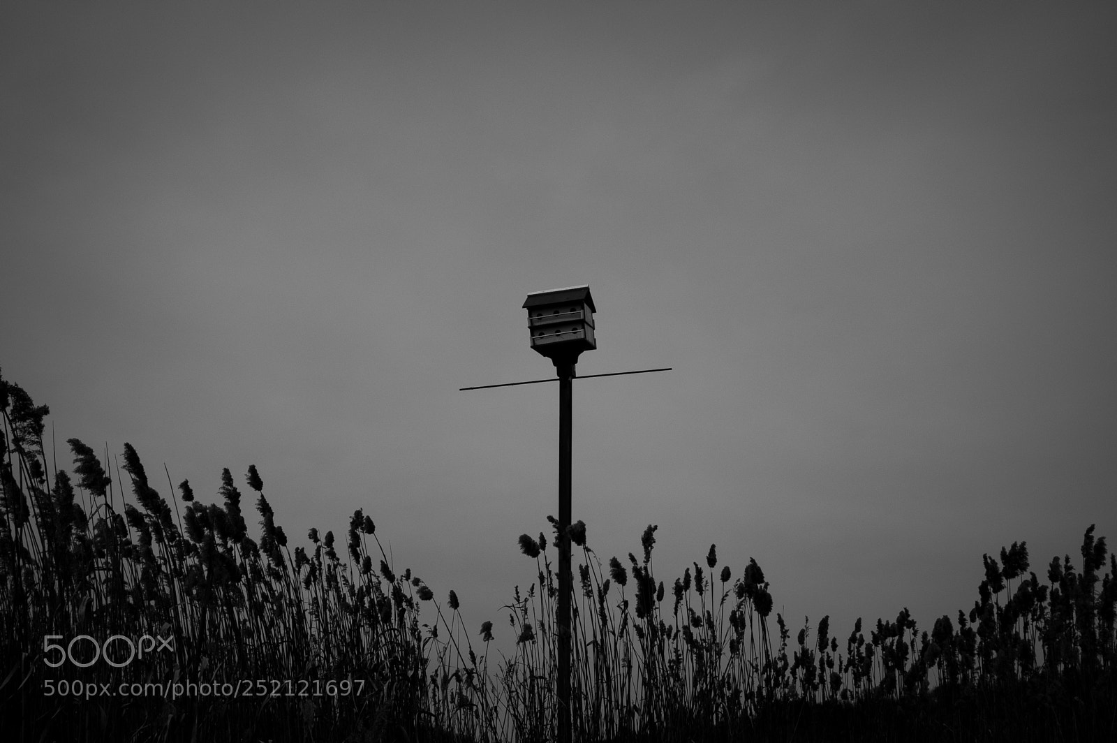 Ricoh GR II sample photo. Bird house photography