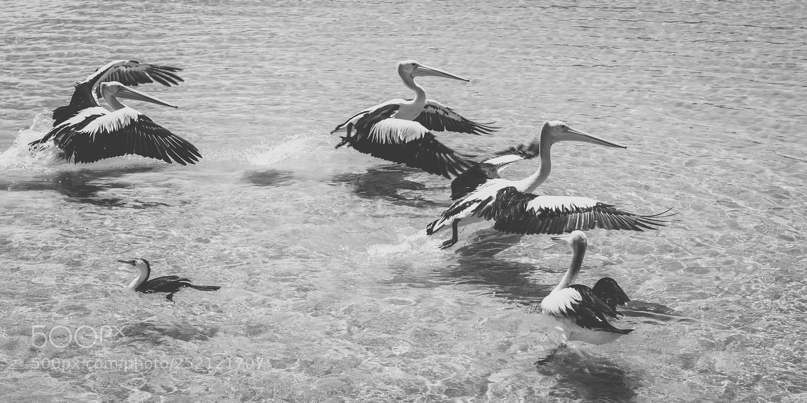 Nikon D800 sample photo. Pelican outside during the photography