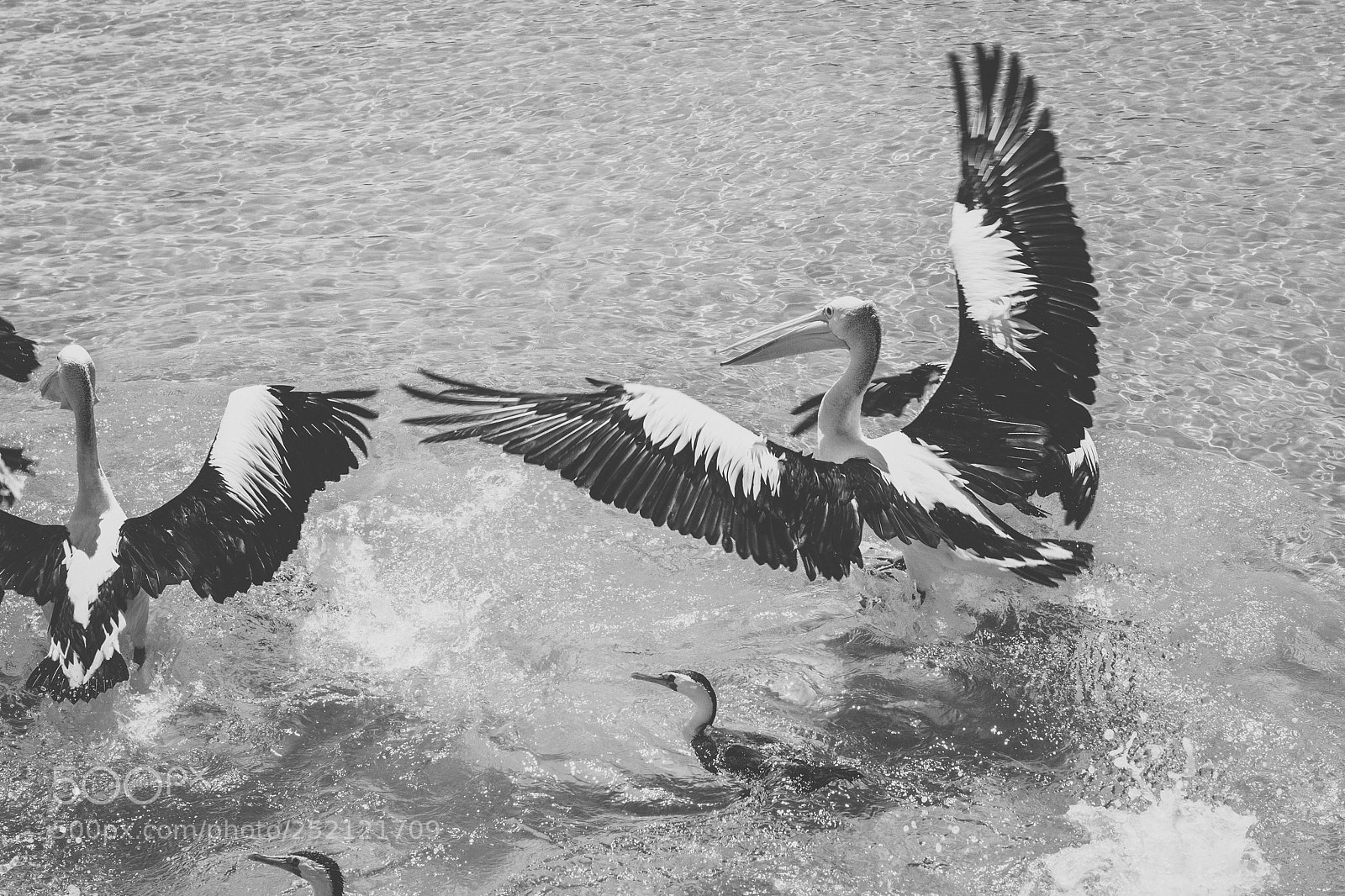 Nikon D800 sample photo. Pelican outside during the photography