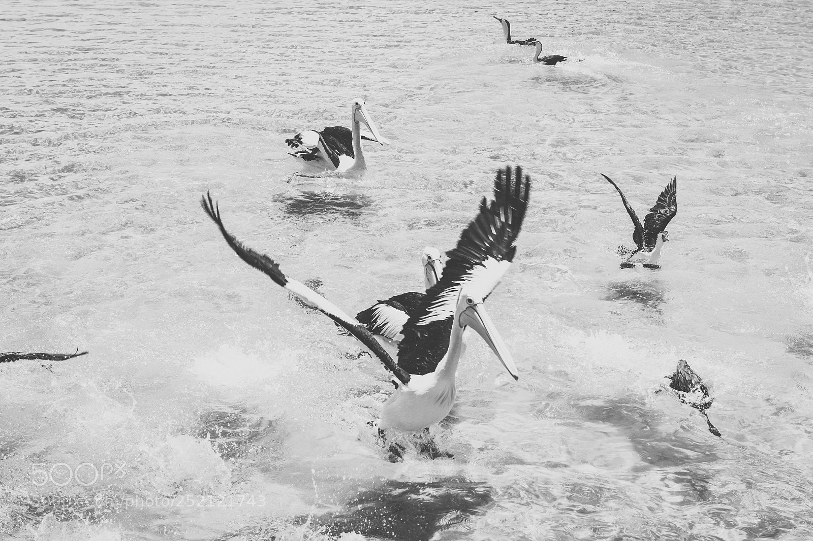 Nikon D800 sample photo. Pelican outside during the photography