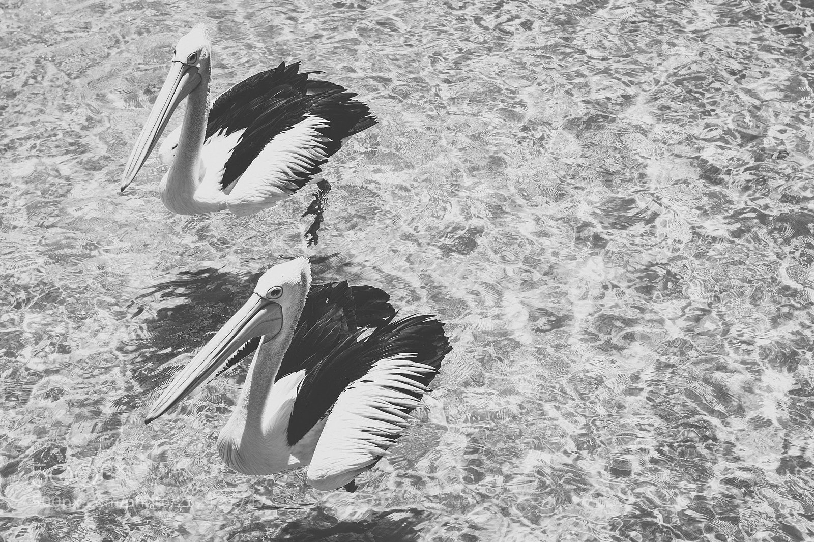 Nikon D800 sample photo. Pelican outside during the photography