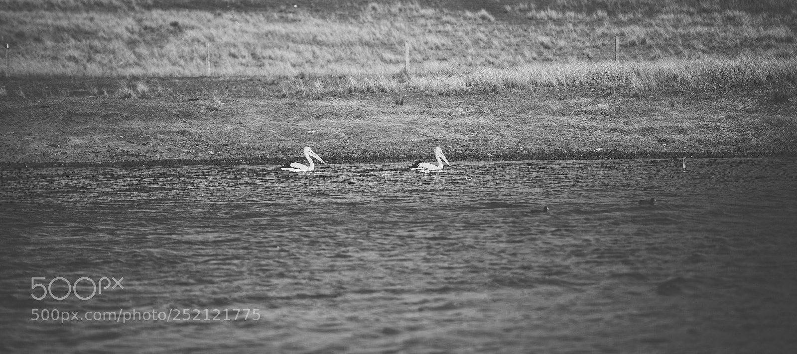 Nikon D800 sample photo. Pelican outside during the photography