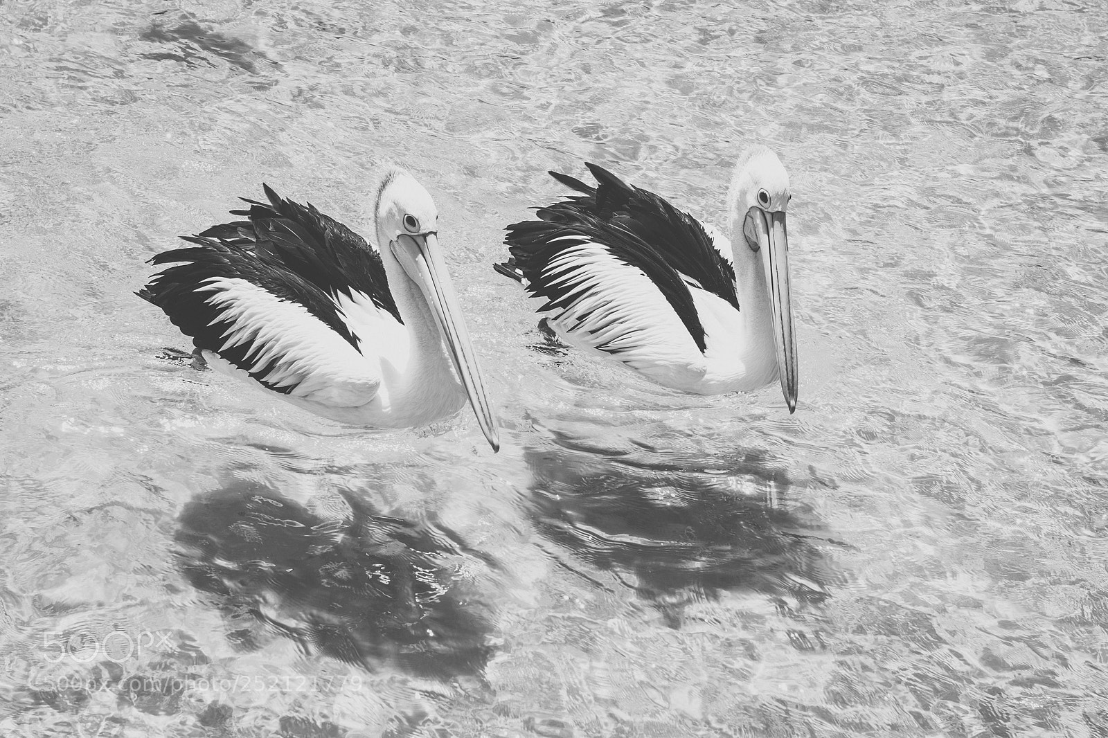 Nikon D800 sample photo. Pelican outside during the photography