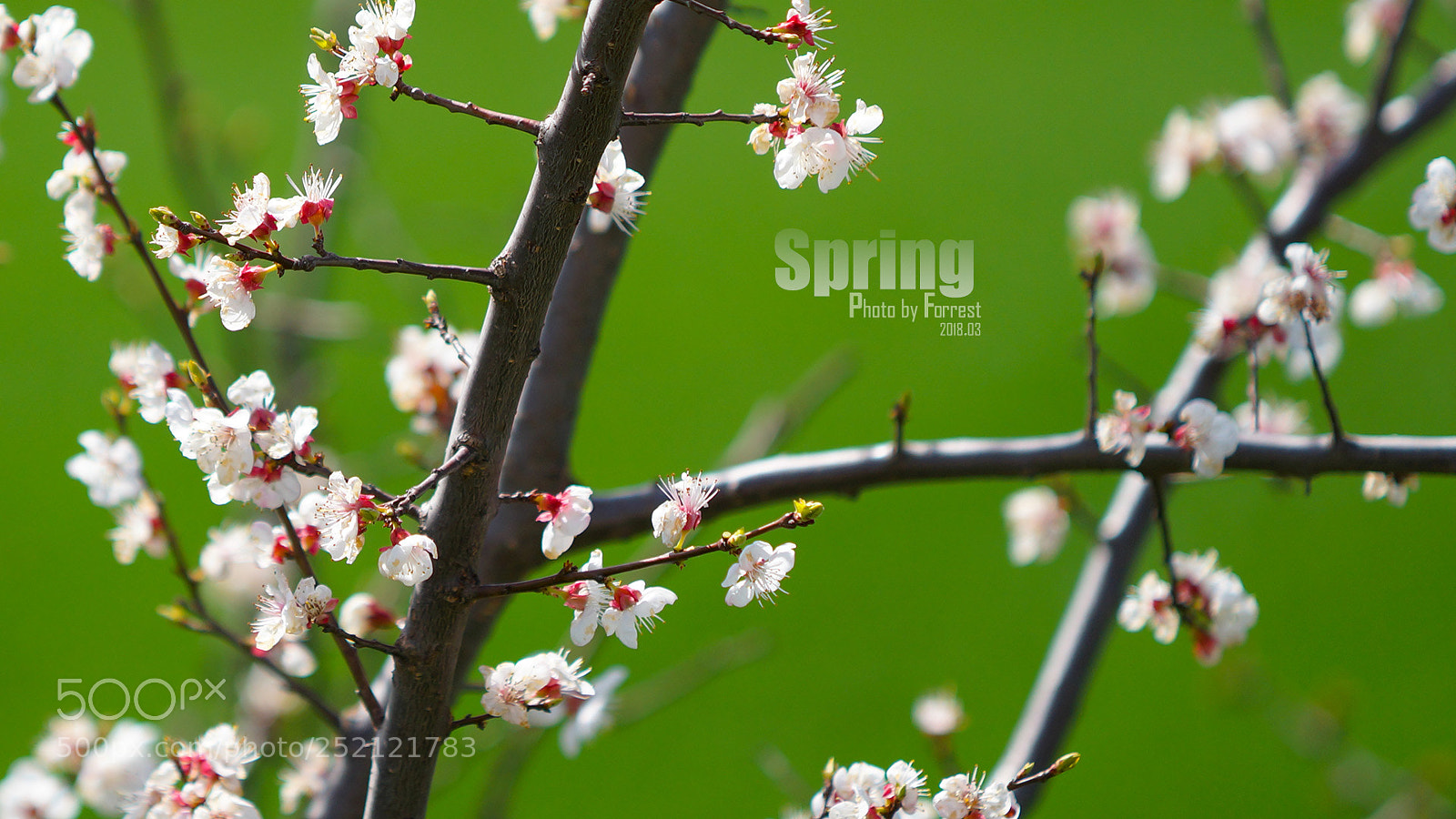 Sony a99 II sample photo. Spring photography