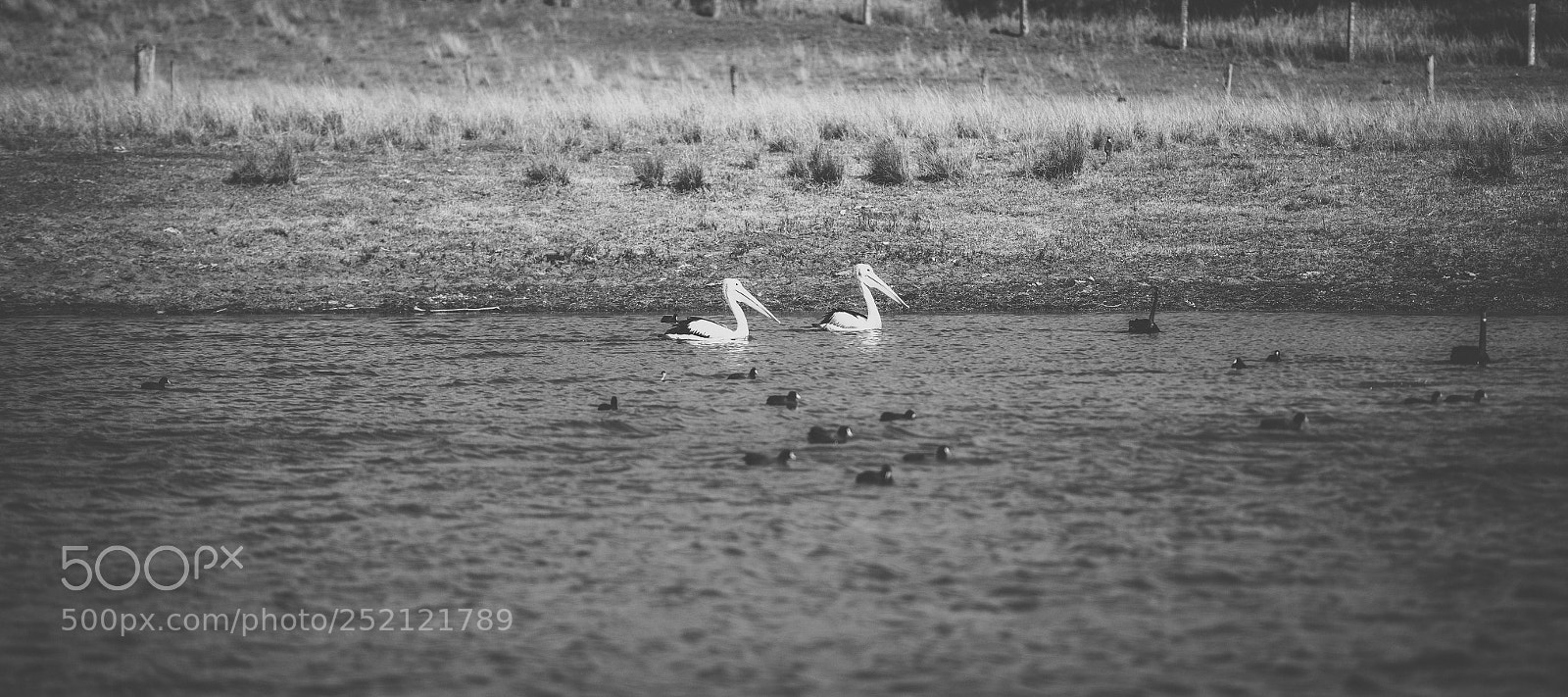 Nikon D800 sample photo. Pelican outside during the photography