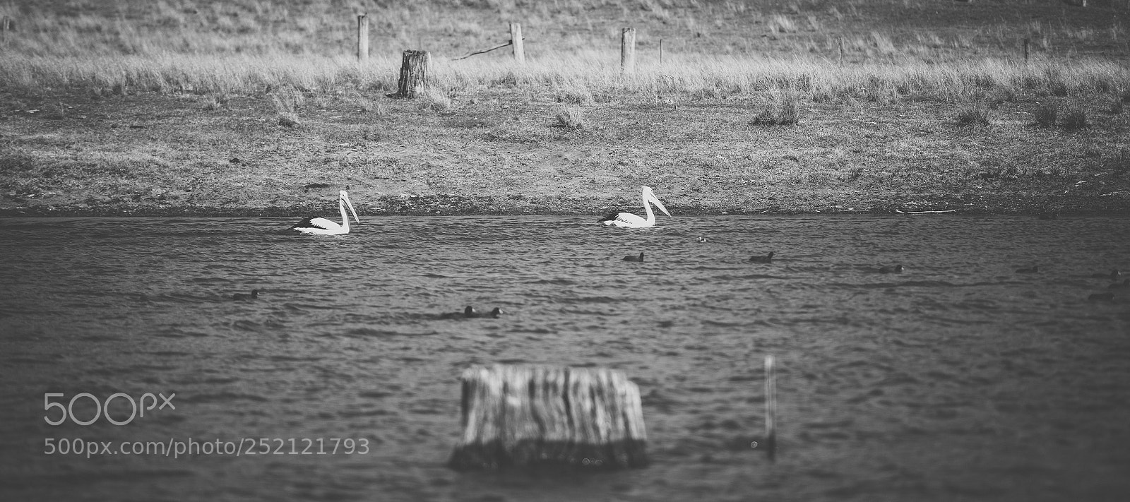 Nikon D800 sample photo. Pelican outside during the photography