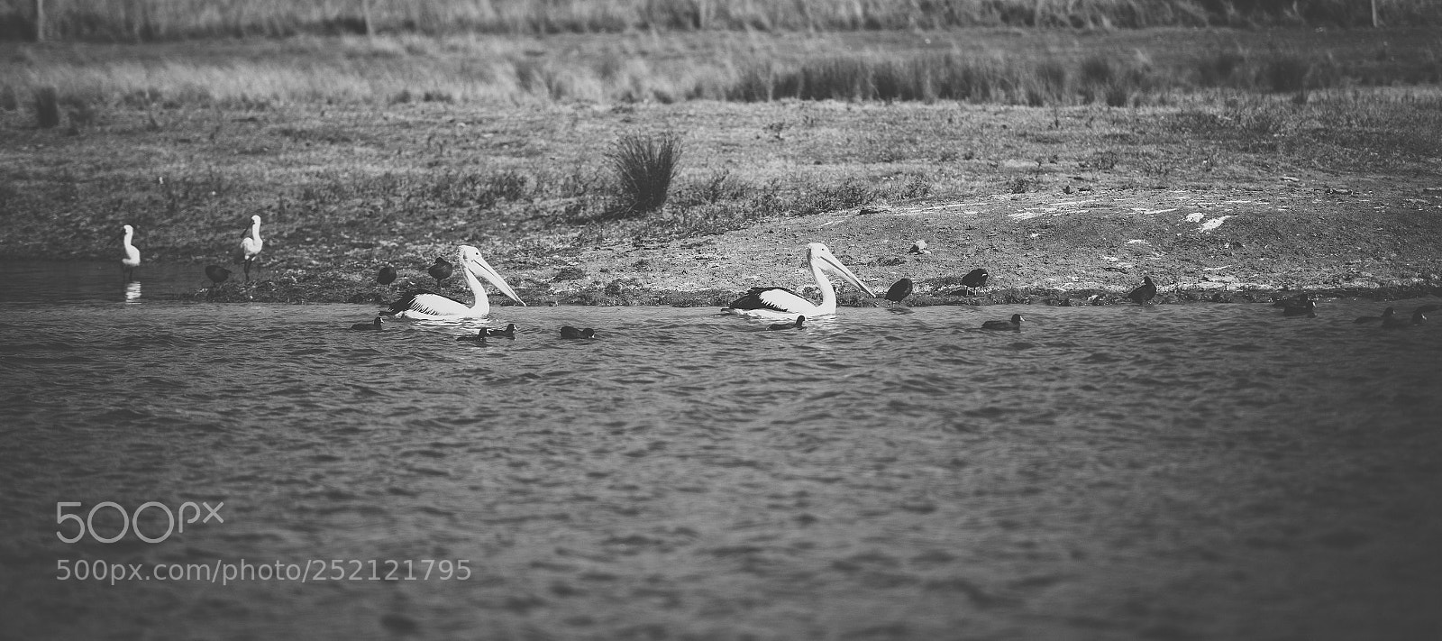 Nikon D800 sample photo. Pelican outside during the photography
