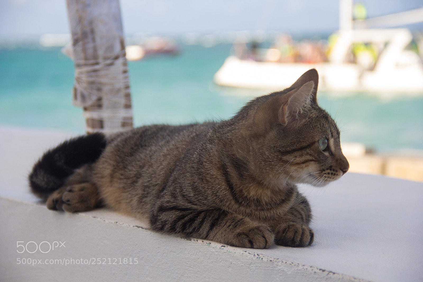 Canon EOS 60D sample photo. Beach cat photography