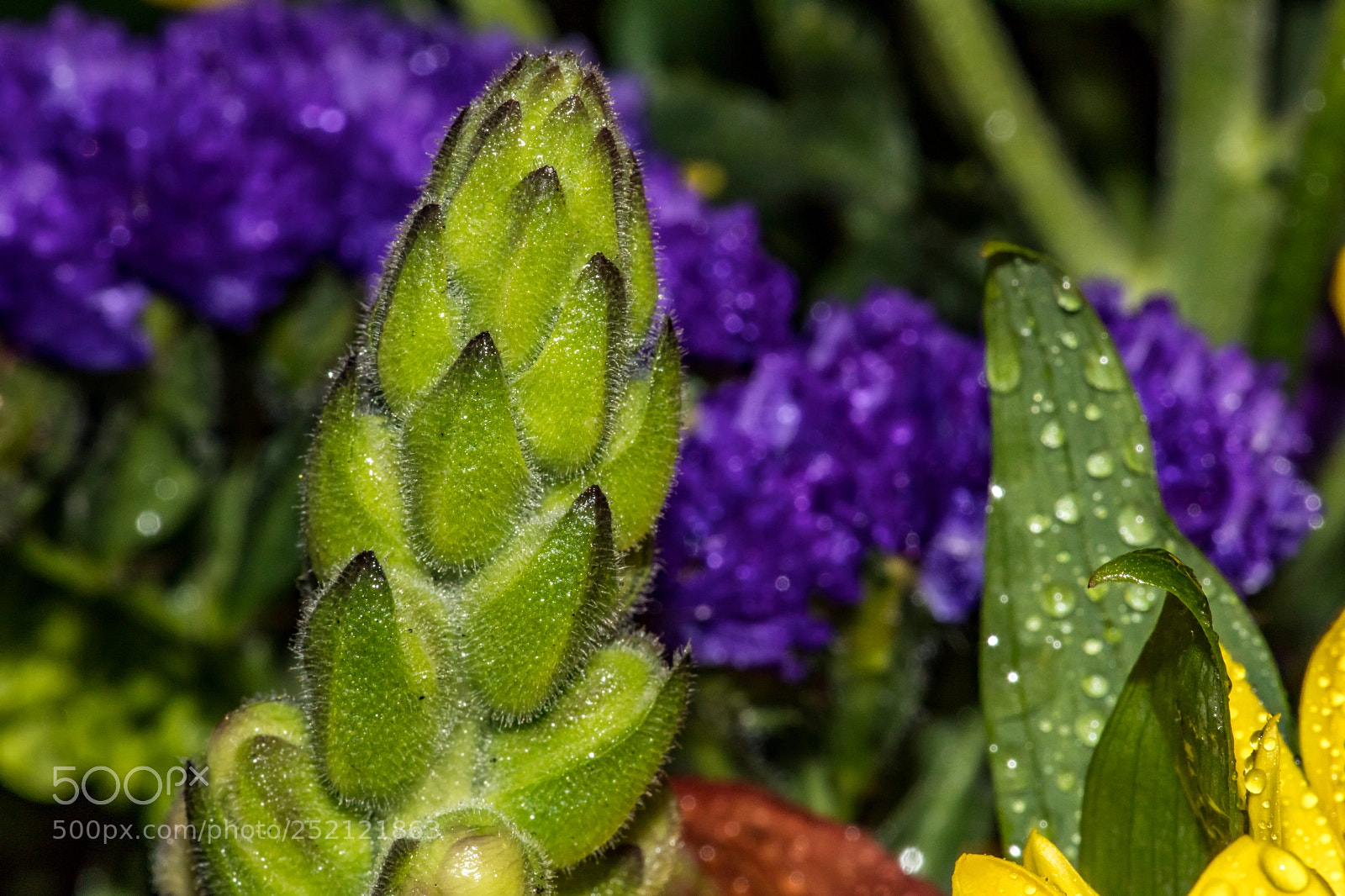 Canon EOS 5D Mark IV sample photo. Diamond in the rough photography