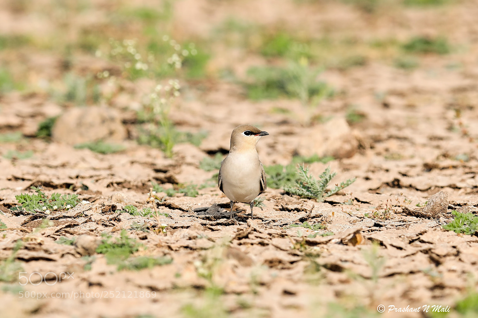 Canon EOS 5D Mark IV sample photo. Small indian pratincole photography