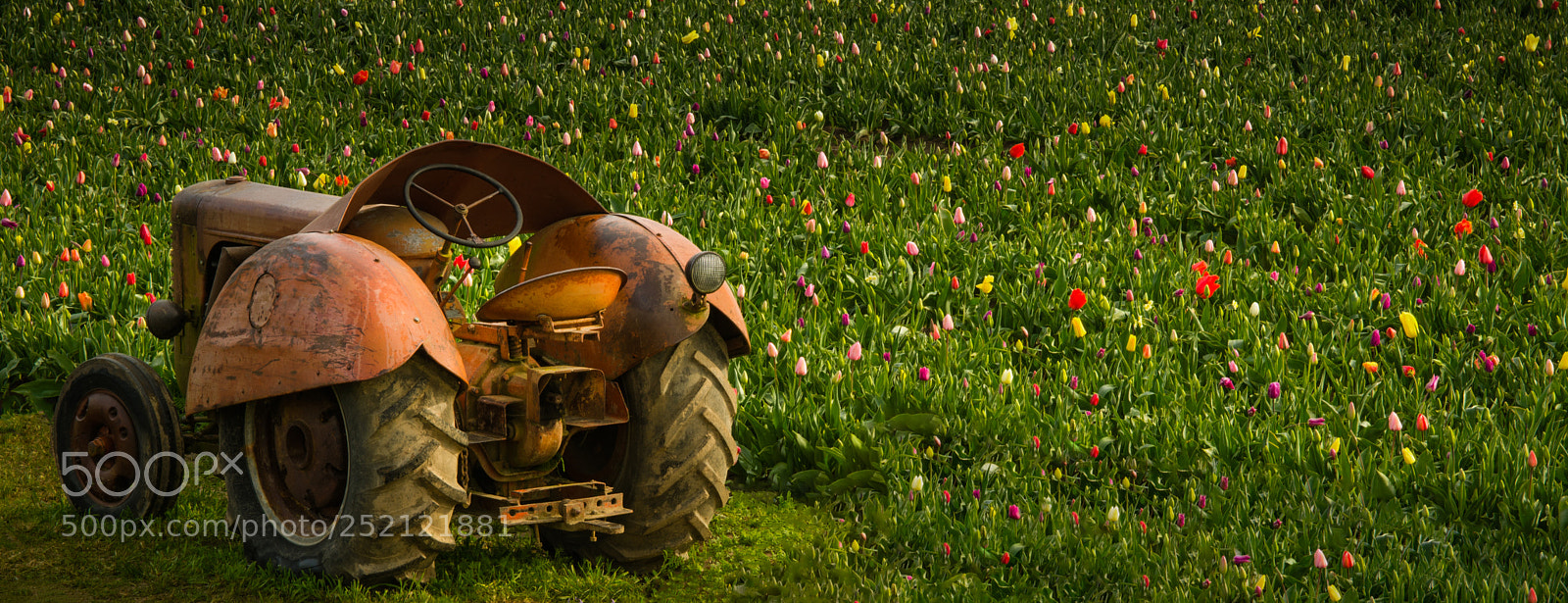 Nikon D7000 sample photo. Antique tractor photography