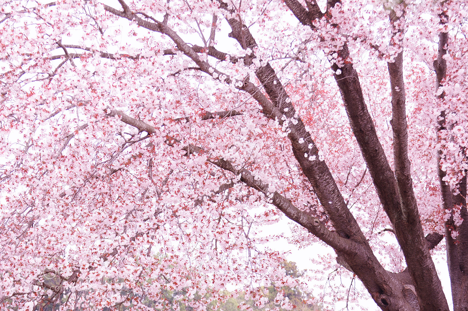 Nikon D90 sample photo. Untitled photography