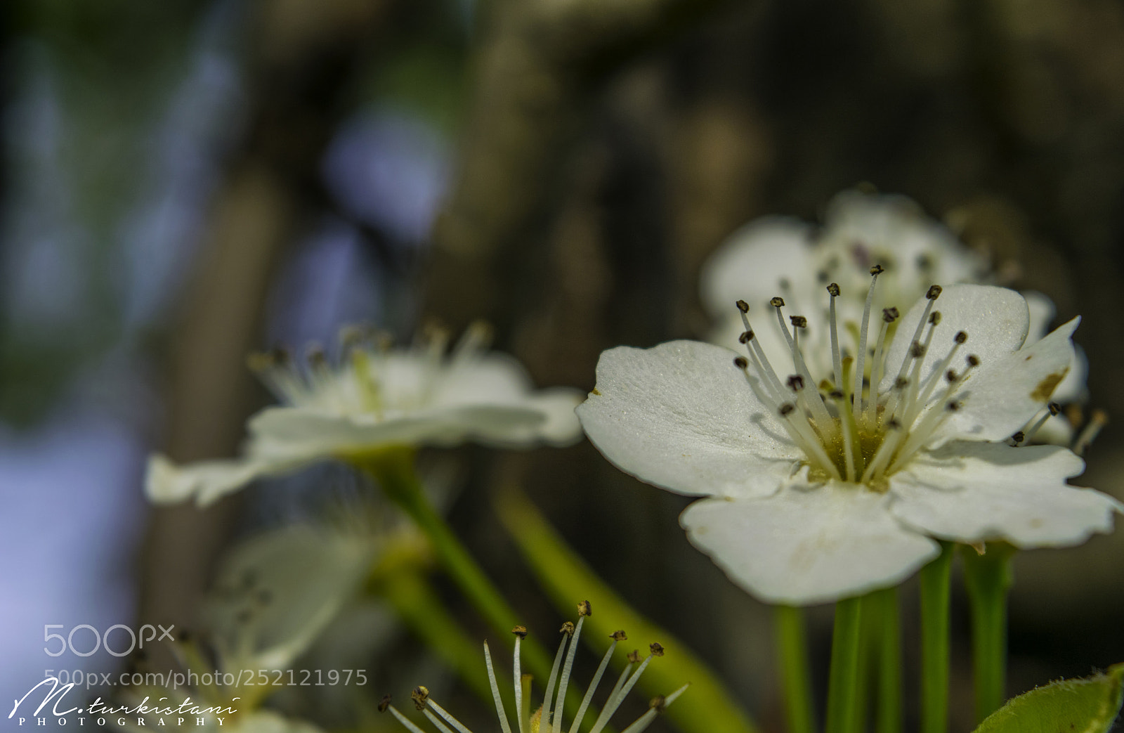 Nikon D5300 sample photo. Flowers photography