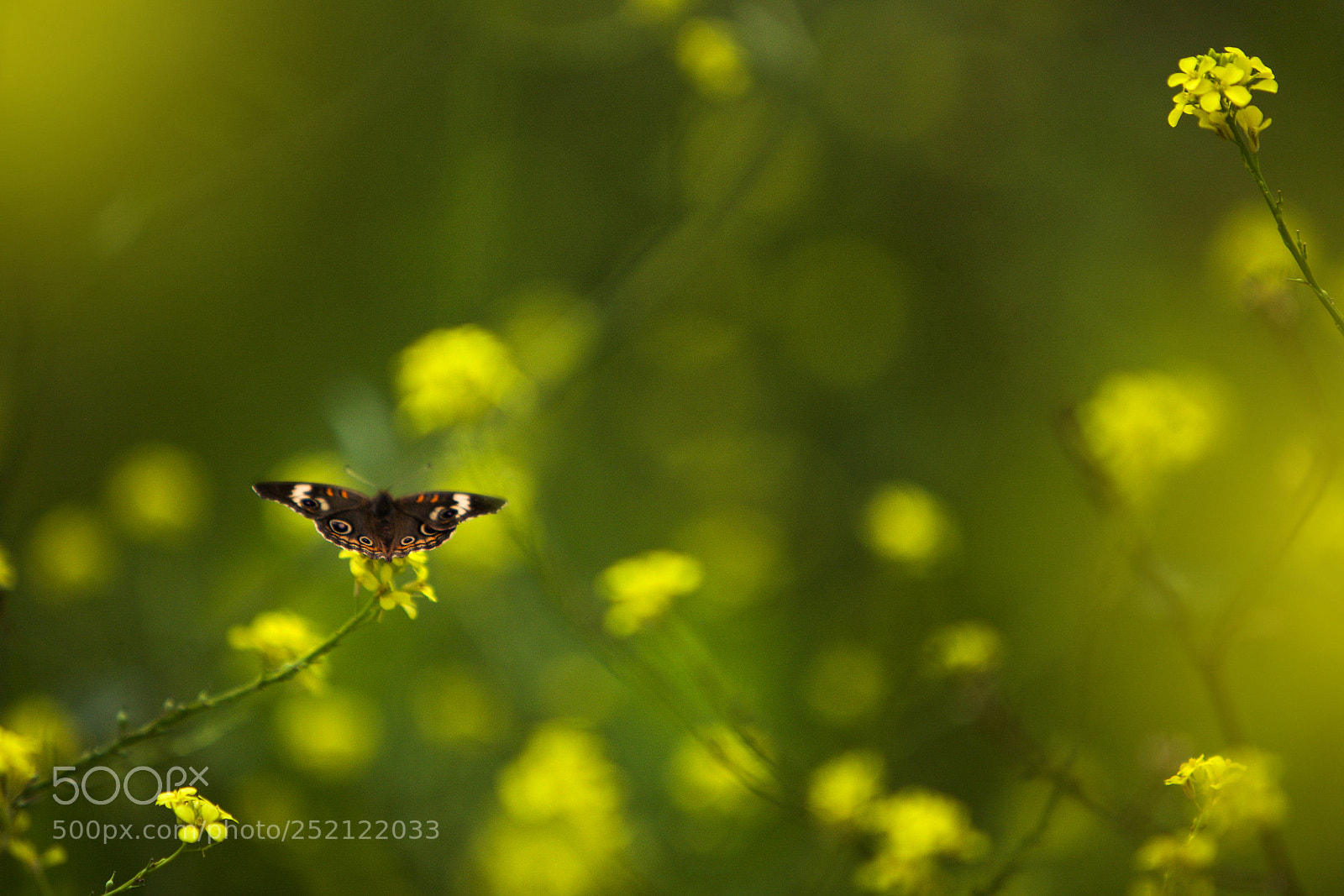 Canon EOS 5D Mark II sample photo. When you dream of photography