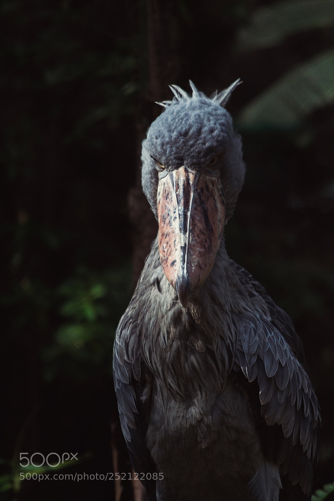 Nikon D3100 sample photo. Shoebill stork photography