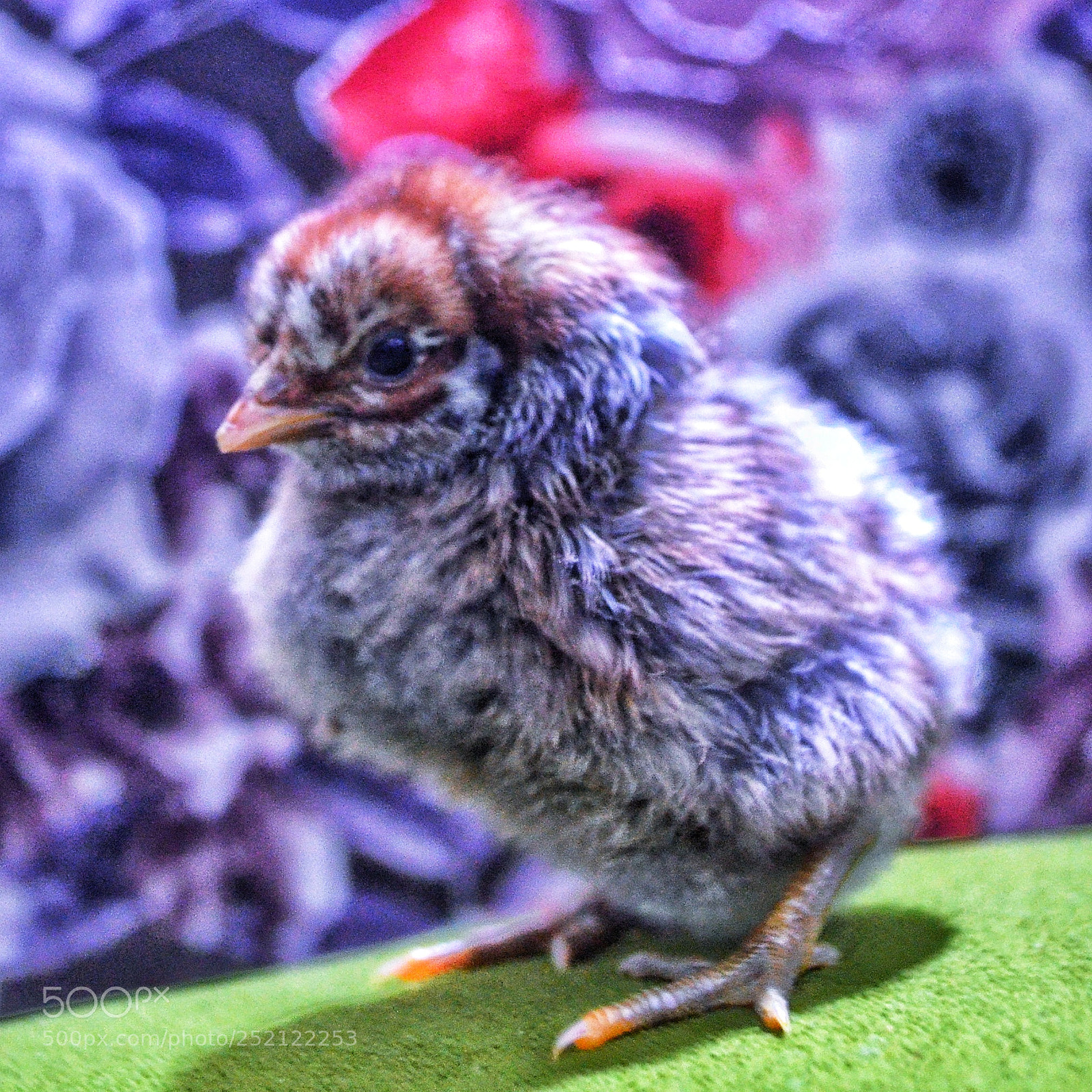 Nikon D5100 sample photo. Untitled photography