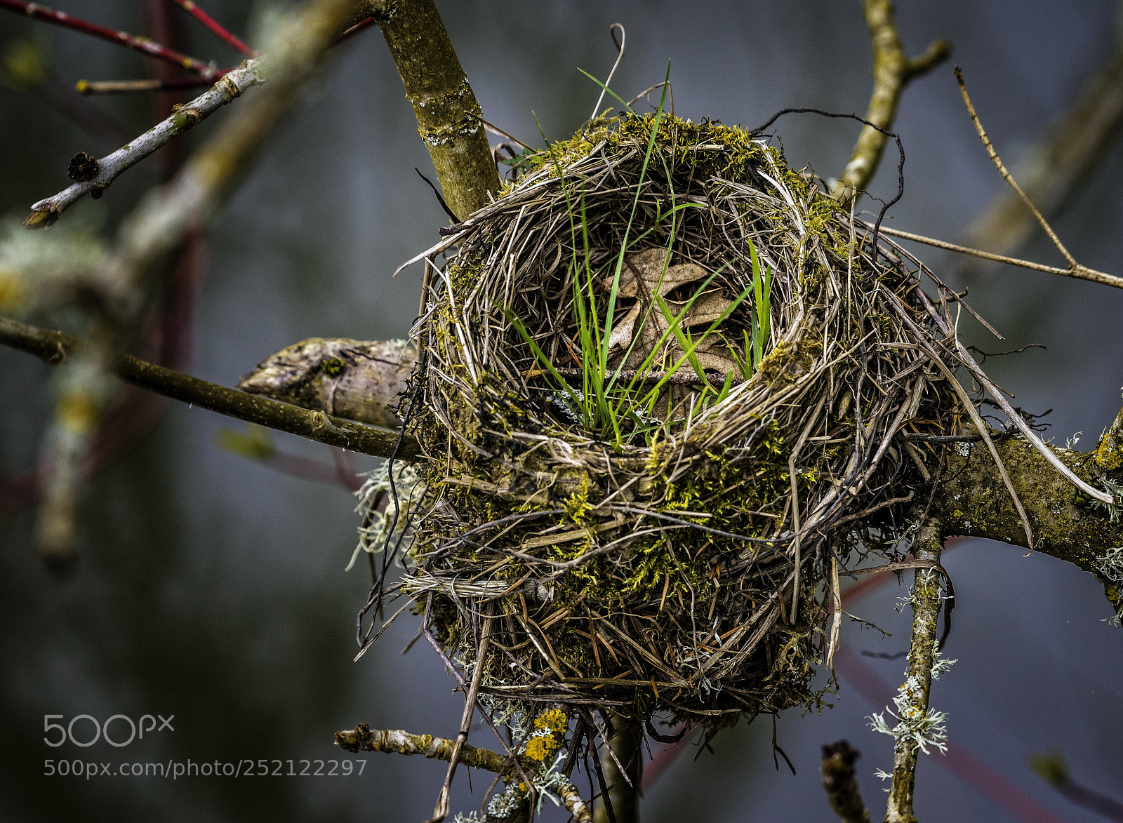 Nikon D810 sample photo. Nest photography