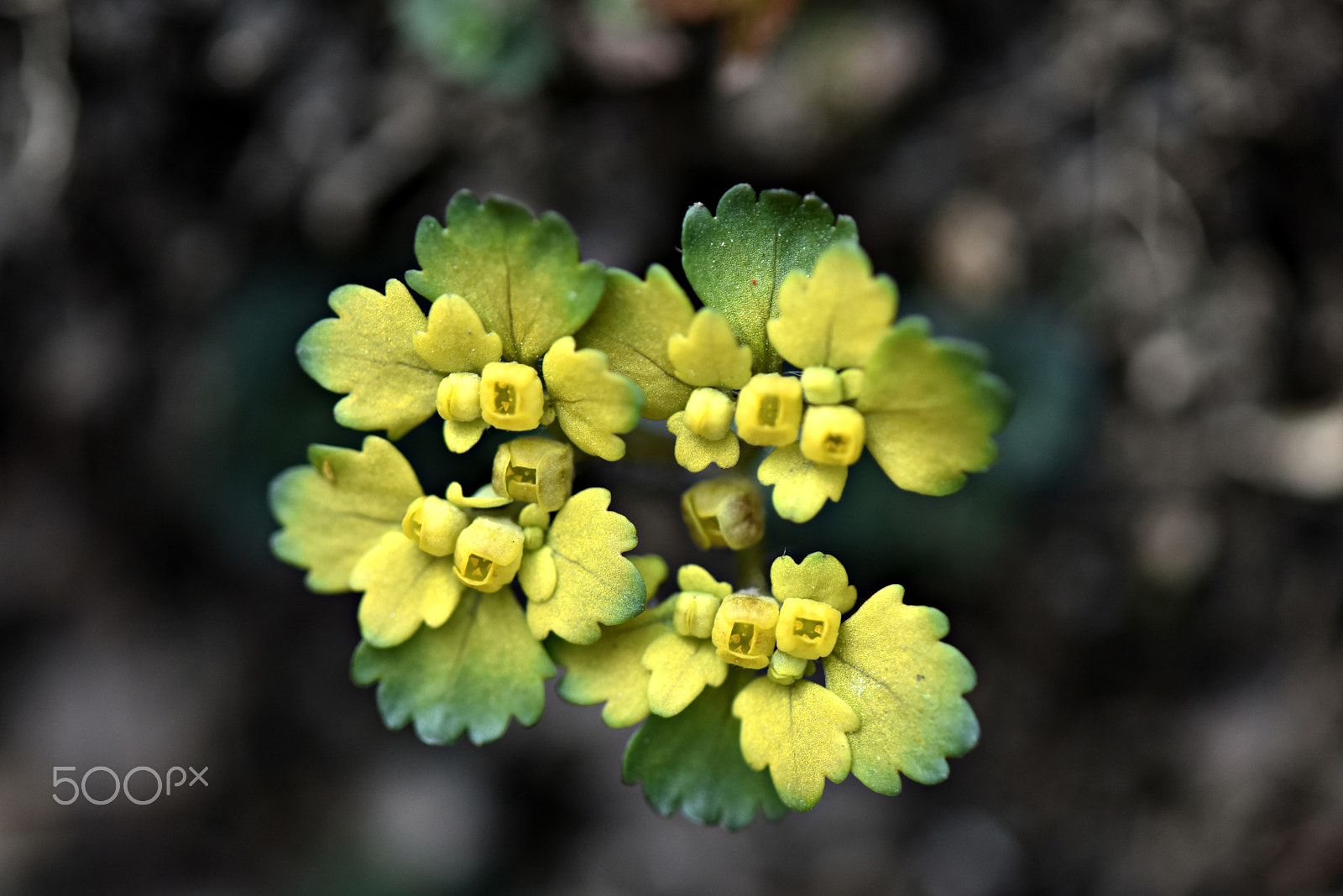 Nikon D810 + Nikon AF-S Micro-Nikkor 105mm F2.8G IF-ED VR sample photo. Wildflower(gray's golden saxifrage) photography