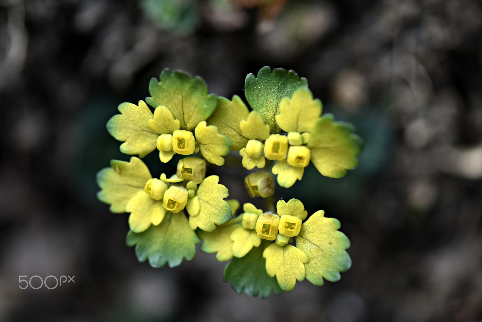 Nikon AF-S Micro-Nikkor 105mm F2.8G IF-ED VR sample photo. Wildflower(gray's golden saxifrage) photography