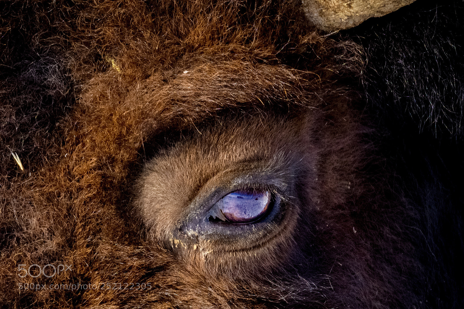 Nikon D500 sample photo. Eye reflections photography