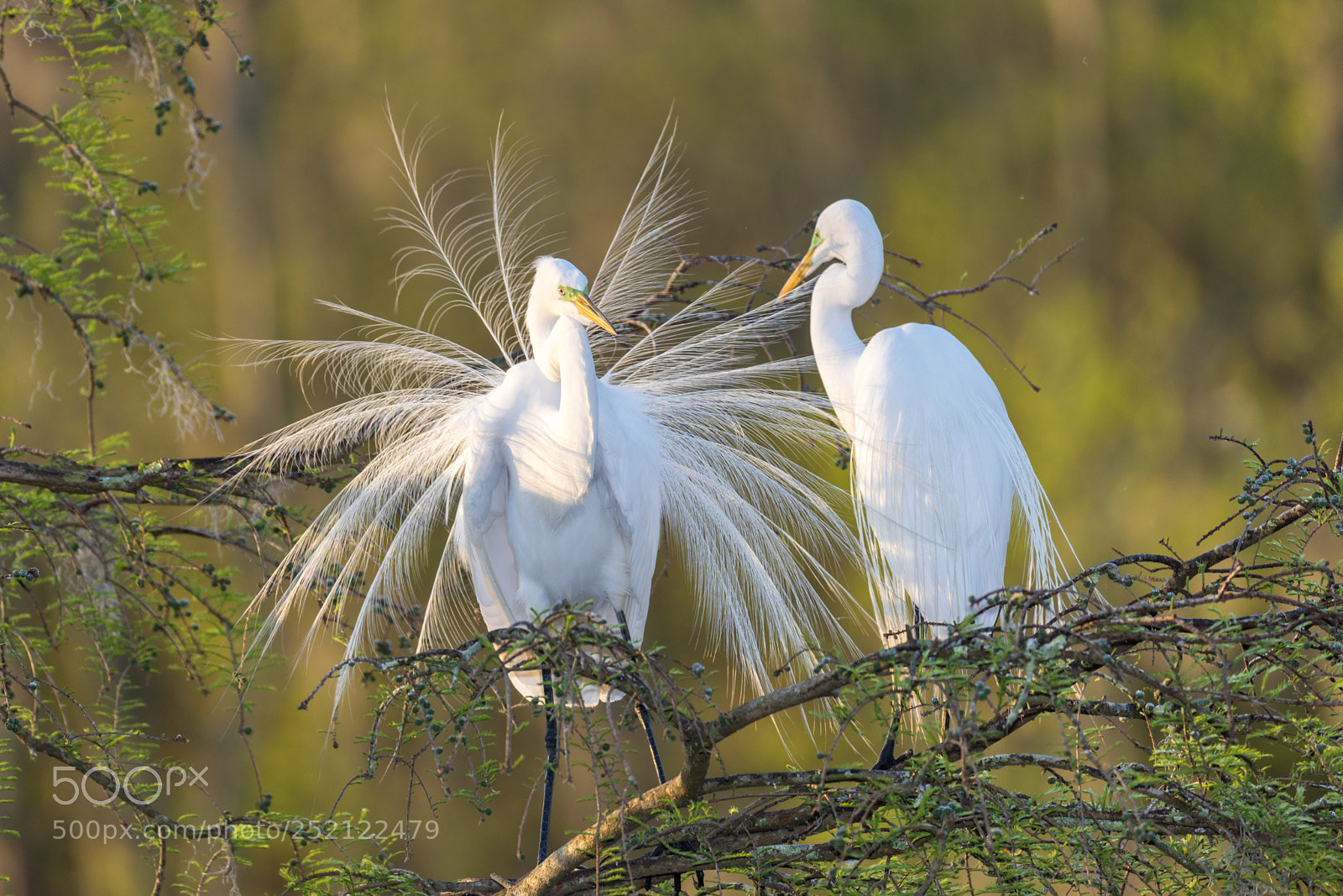 Canon EOS 5D Mark IV sample photo. Great white heron photography