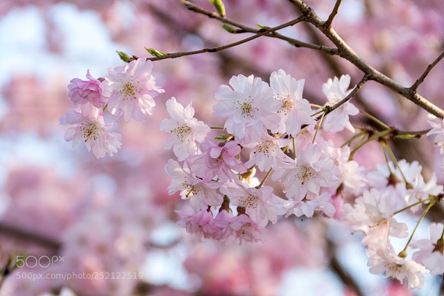 Nikon D500 sample photo. 봄이오다 photography