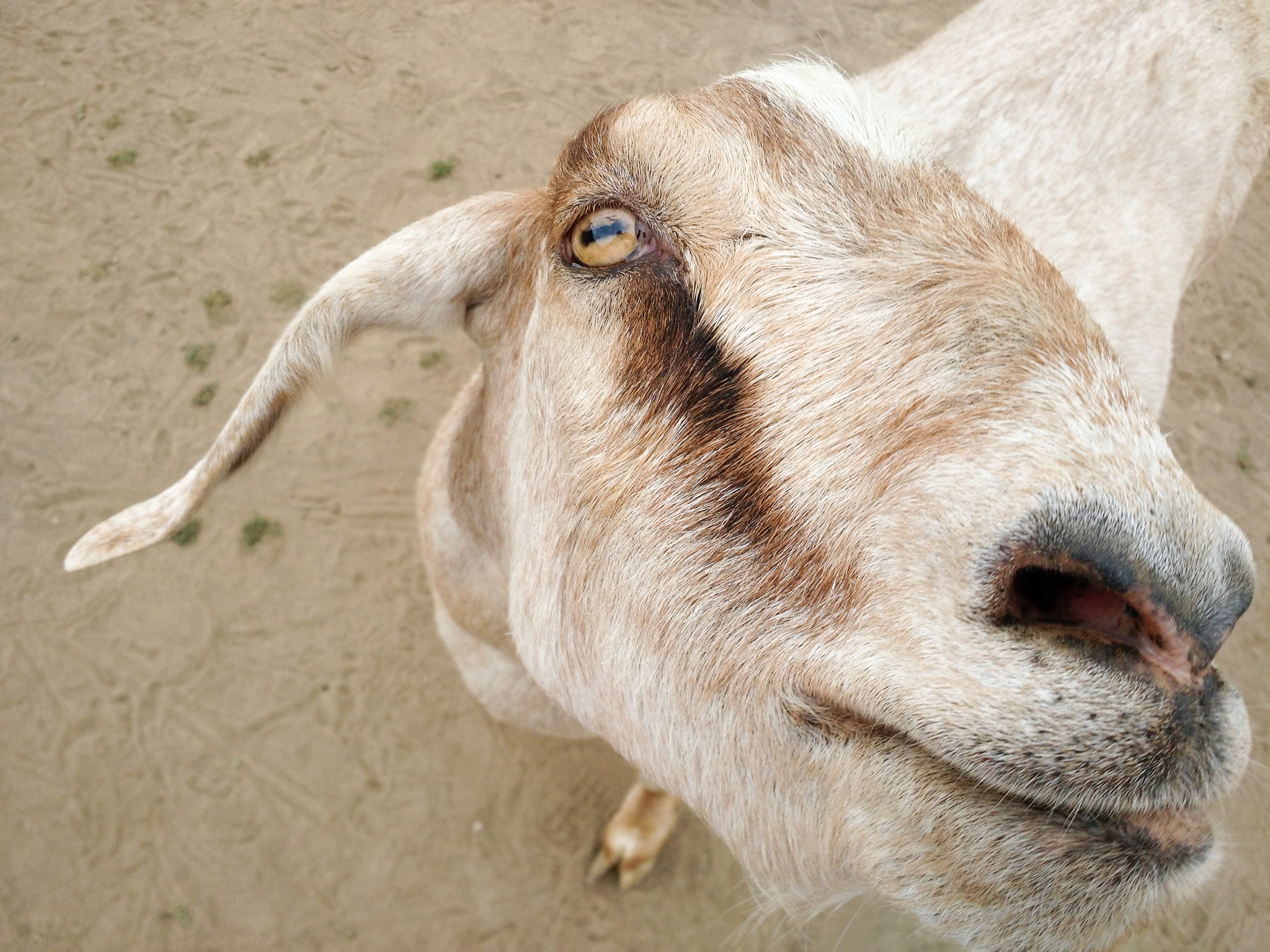 Motorola Moto X (2nd Gen) sample photo. Goat closeup photography