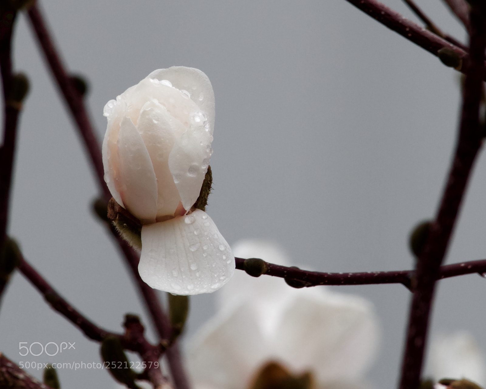 Nikon D500 sample photo. Fria primavera. photography