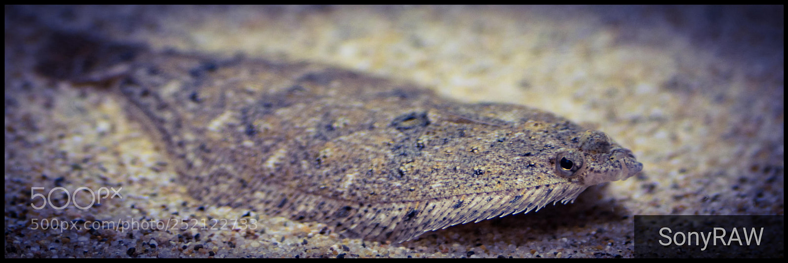 Sony a6500 sample photo. Sole fish photography