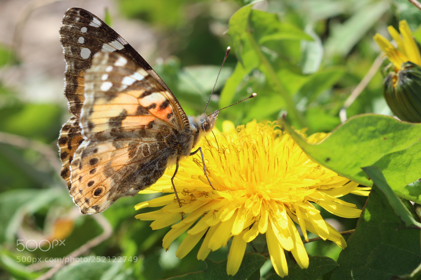 Canon EOS 600D (Rebel EOS T3i / EOS Kiss X5) sample photo. Dandelion dinner photography