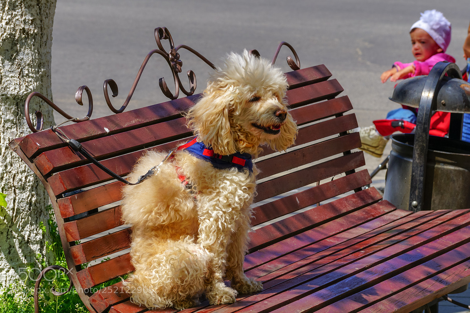 Sony ILCA-77M2 sample photo. Dog waiting for his photography