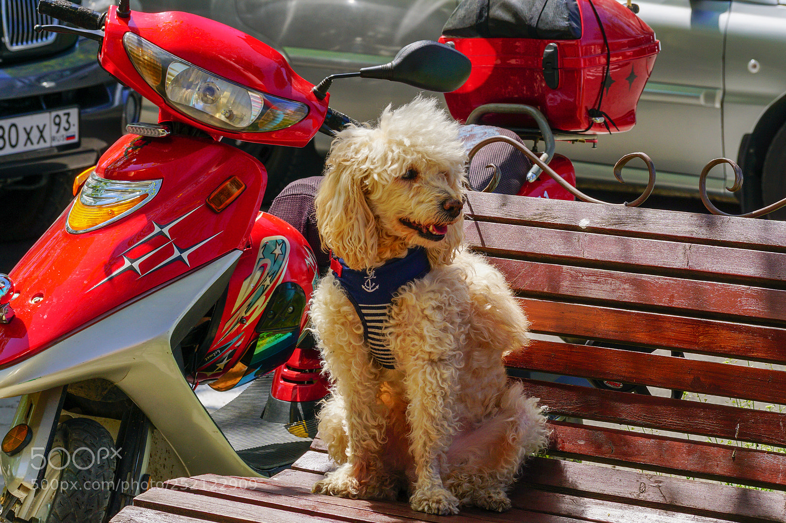 Sony ILCA-77M2 sample photo. Dog waiting for his photography