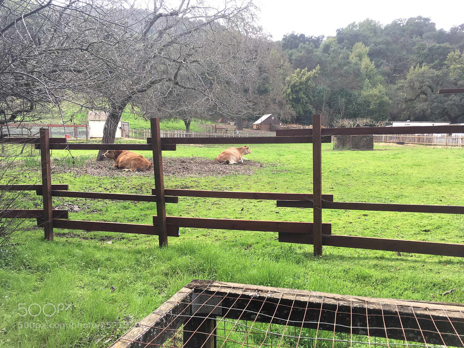 Apple iPhone 6s Plus sample photo. Deer hollow farm photography