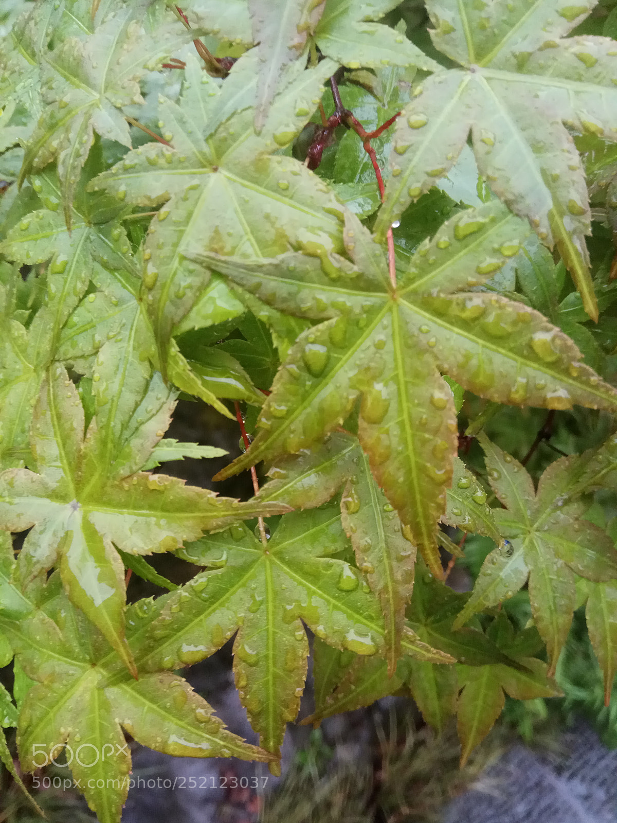 Xiaomi Redmi Note 4 sample photo. Untitled photography