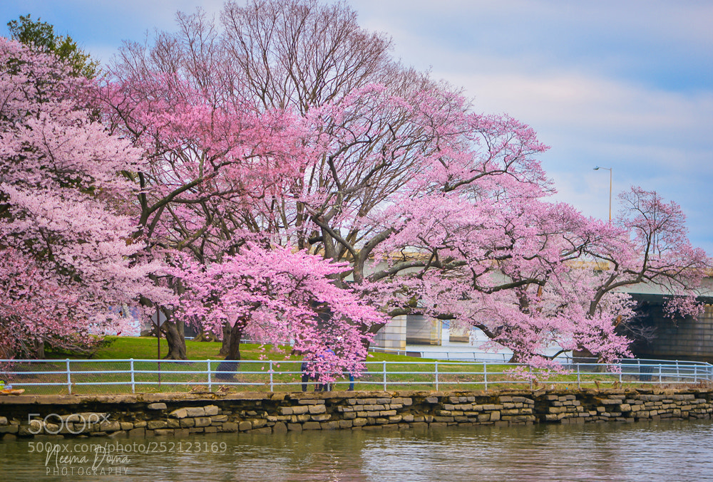 Nikon Df sample photo. Blossom photography