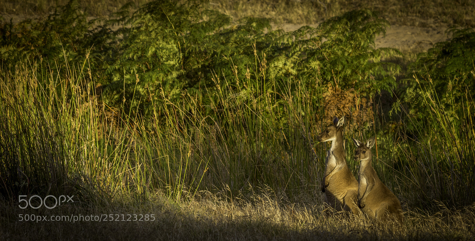 Canon EOS 600D (Rebel EOS T3i / EOS Kiss X5) sample photo. Two young kangaroos photography