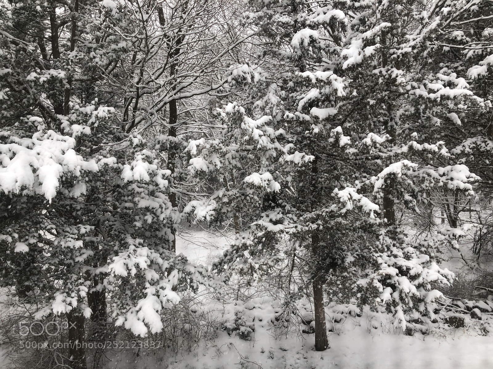 Apple iPhone X sample photo. Snowy day at backyard  photography