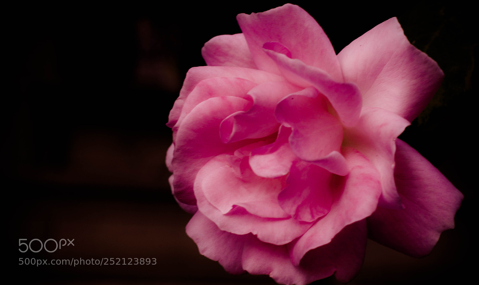 Nikon D5300 sample photo. Roses's love... photography