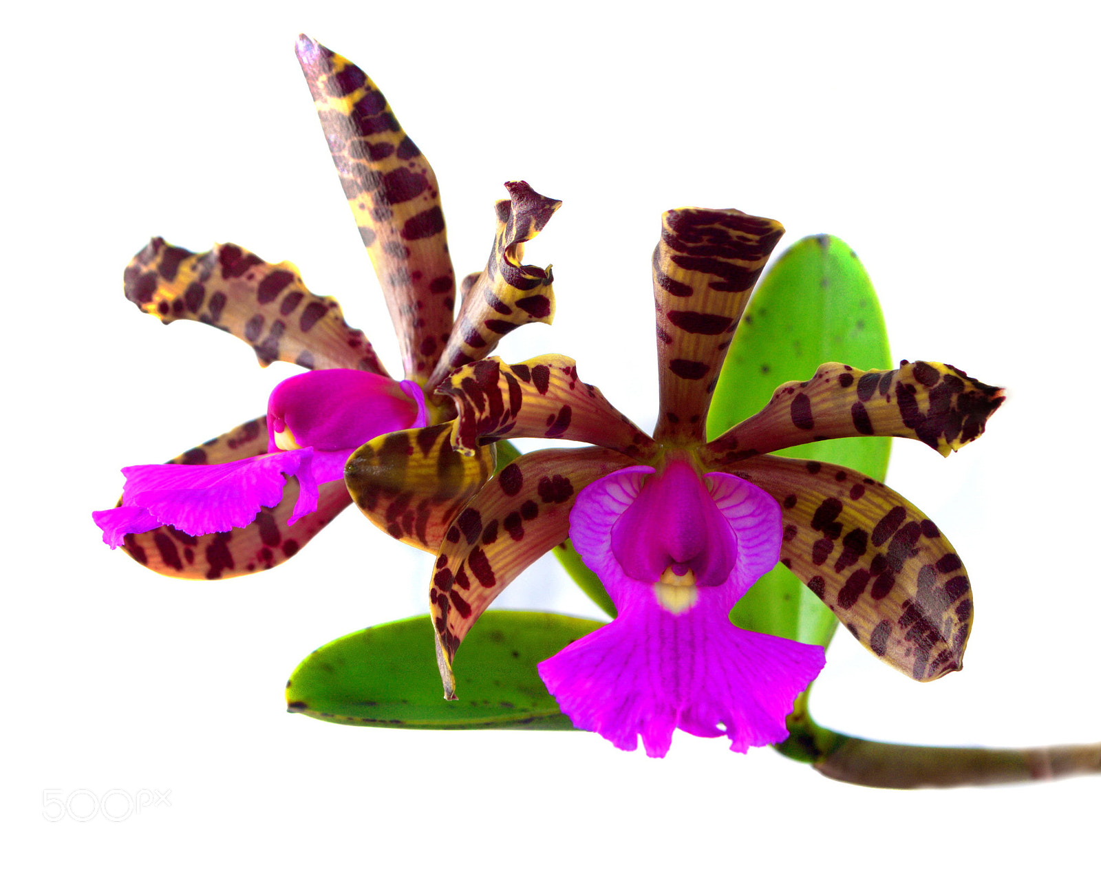 Nikon D3000 sample photo. Cattleya orchid photography