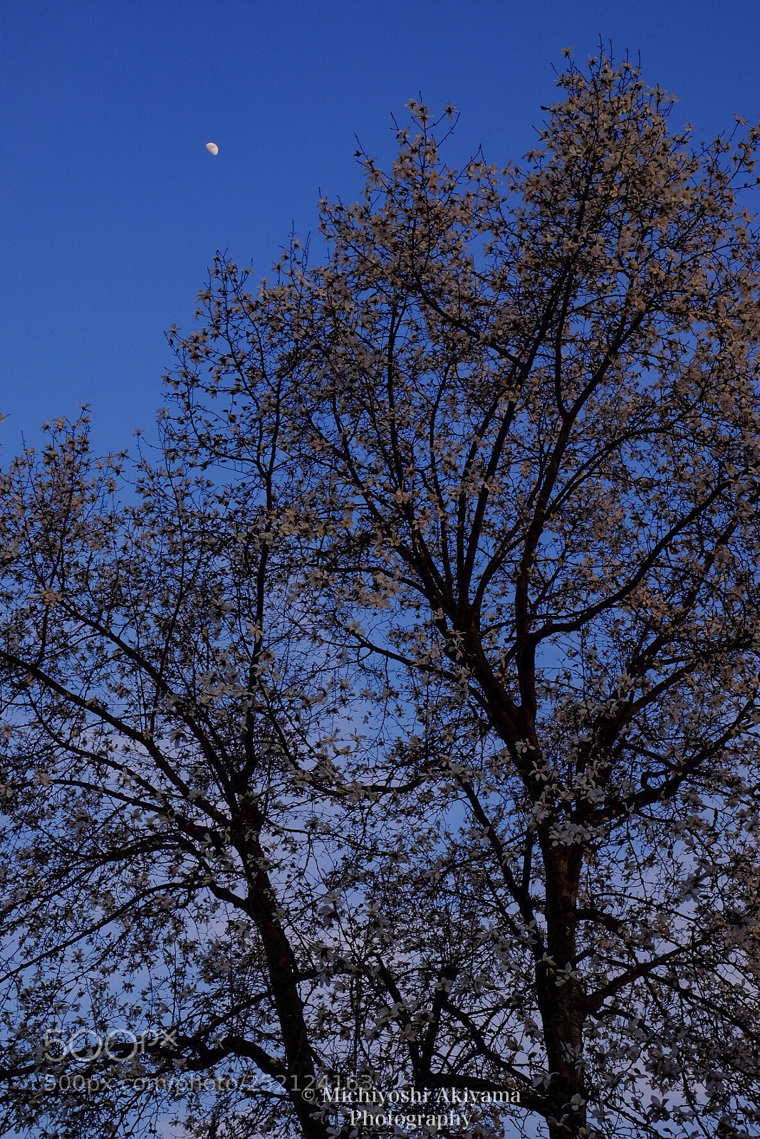 Fujifilm X-T1 sample photo. Kobushi and moon. photography