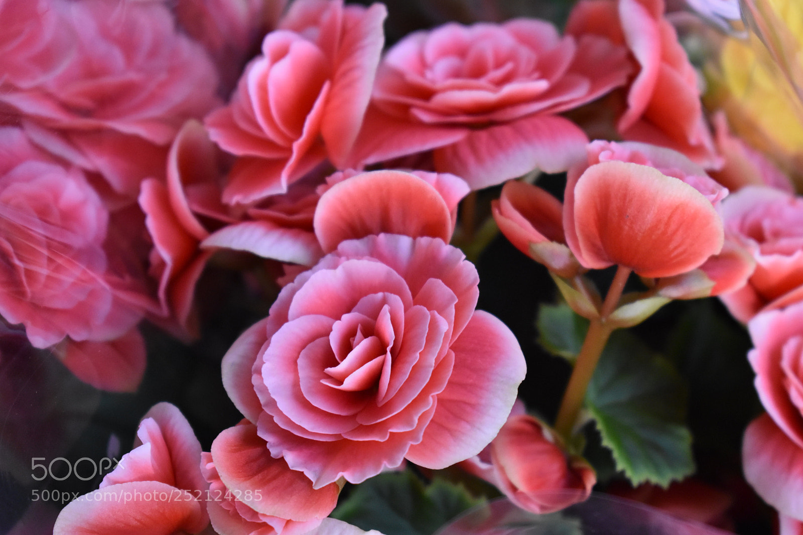 Nikon D5600 sample photo. Flower photography